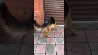 Драка немца и йорка