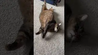 Lazy cat days 