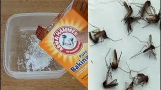 蘇打粉加上它，蚊子來多少死多少，家中的蚊子全部消失了！安全又有效！