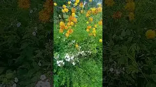 Цветы страдают от ежедневных дождей.