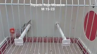 Topacio Rojo Mosaico 2023