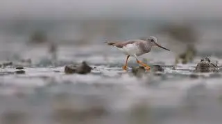 Terek Sandpiper catching a Shrimp