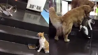 Golden Retriever Drags Cat Away From Fight