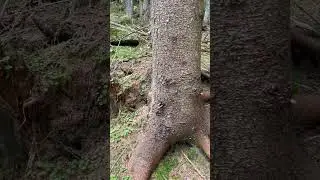 Мшистый пень