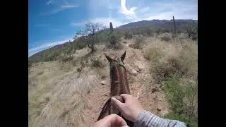 The Great Wide Open- Sonoran Desert Serenades (on Horseback!) -featuring Rooster the Appaloosa