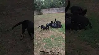 German shepherd kennel. Питомник немецких овчарок. #kennel #dogkennel #puppydog #puppy #shepherd