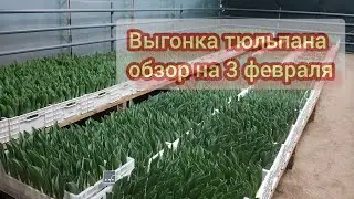 Выгонка тюльпана к 8 марта обзор на 3-е февраля