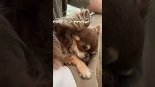 You Won’t Believe How Deeply This Dog Sleeps 🤣🫧😳