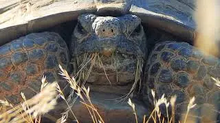 A Local Resident with a Public Service Announcement - Providence Mountains State Recreation Area