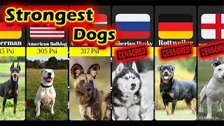 Comparison: What Breeds Of Dogs Have The Strongest Jaws & Bite?