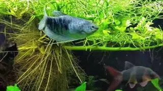 Opaline and Moonlight Gouramis w/ Clown Loaches