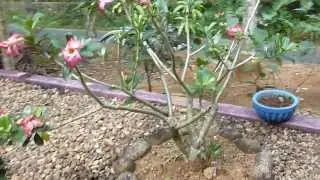 Desert Rose - Impala Lily - Adenium Obesum -