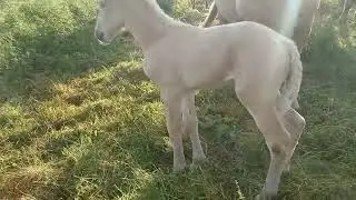 драка кобыл из-за жеребёнка