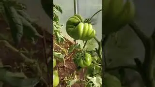 Помидоры. Индийская резервация. Обзор томатов