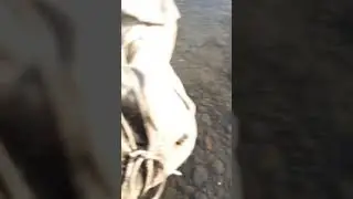 catch fish in frozen river