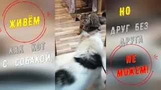 Живём как кот с собакой, но друг без друга не можем. 