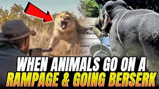 Animals Going Berserk. Nature's Fury Unleashed!