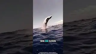 Whales jump to get rid of barnacles