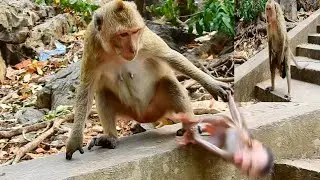 OMG...Unreliable Mom GONDA Attack And Fighting Poor Baby , So Pity Baby CONGA Got Pain