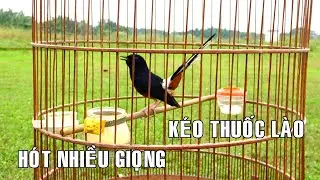 Chòe lửa kéo thuốc lào/ chòe lửa hót giọng rừng kéo thuốc lào kích bổi / không tạp âm, chòe lửa hót