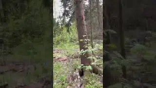 Почувствуй себя викингов😂😂😂