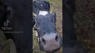 Деревня. Здесь моя  душа