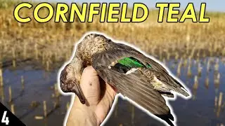 SOLO Teal Hunt in FLOODED Corn | Duck Hunting 2020