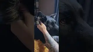 Watch Arlo, the sweetest German Shepherd with the biggest eyes MELT into his ear scritches!