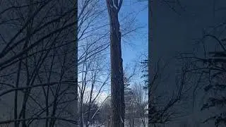 что это за звук