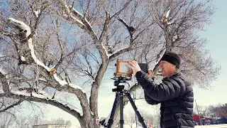 Large Format tree portrait, before they cut it down.
