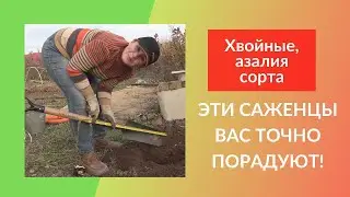 Как посадить хвойные растения. Как посадить азалию. Выбор места. Описание сортов саженцев