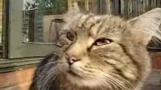 Singing Cat