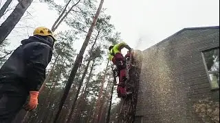 Pine tree removal