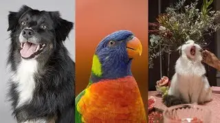 How To Attract Higher Paying Tenants (by being pet friendly)
