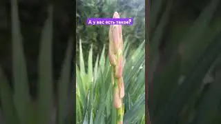 А у вас есть такое?