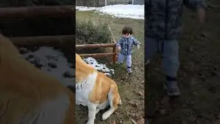 Игры с собаками  #shorts