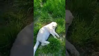 Котёное балдеет в траве....#shorts