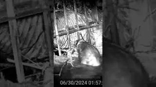 Beaver Makes Quick Work Of Clogging Culvert, Time-lapse