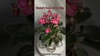 Сорт Hunter's Taste of Her Kiss, мини.