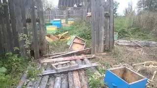 Медведь на пасеке