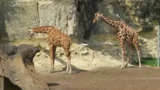 San Antonio Zoo February 2017