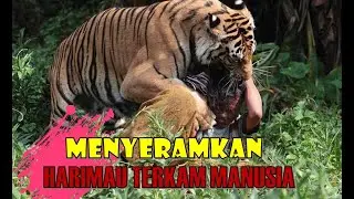 10 SERANGAN HEWAN BUAS DI ALAM LIAR TEREKAM KAMERA !!! Serangan Hewan Buas Paling Mematikan.