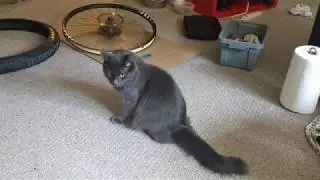 Tin is helping to seat tubeless MTB tire.