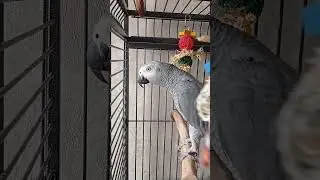 Попугай Гоша