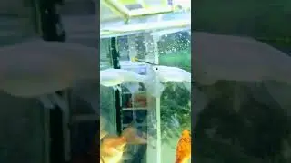 メダカ…青蝶ロングフィン