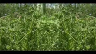 Bach Flower Remedies - Scleranthus
