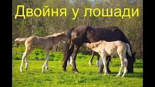 Родилась двойня у лошади!