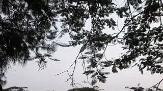 Dhakuria Lake (Rabindra Sarobar)//ঢাকুরিয়া লেক (রবীন্দ্র সরোবর)//ढकुरिया झील (रवींद्र सरोबर)