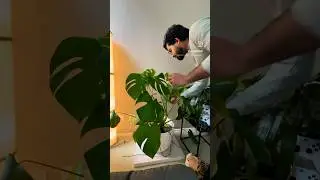 Repotting done #plants #shorts