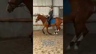 Работаем и веселимся 🐎 #horses #лошади #equestrian #лошадь #конкур